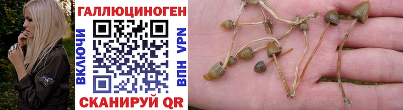Псилоцибиновые грибы Psilocybe  Купить где  Задонск 